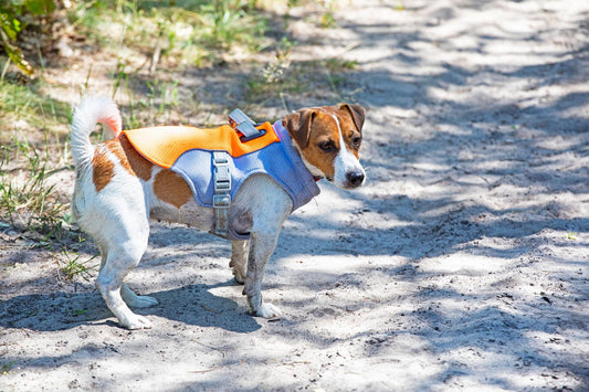 BreezePaws™ Cooling Vest